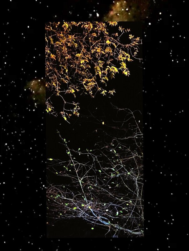 Два дерева - Наталия 