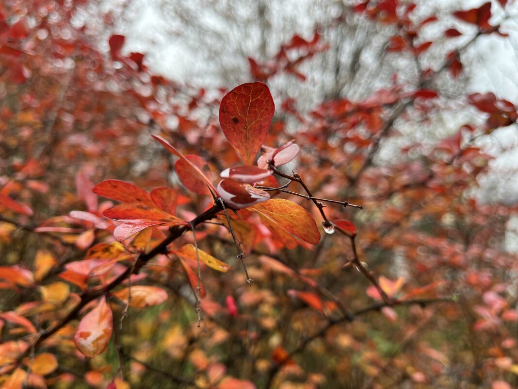 ***дождь прошел...*** - Olga Oskolkova