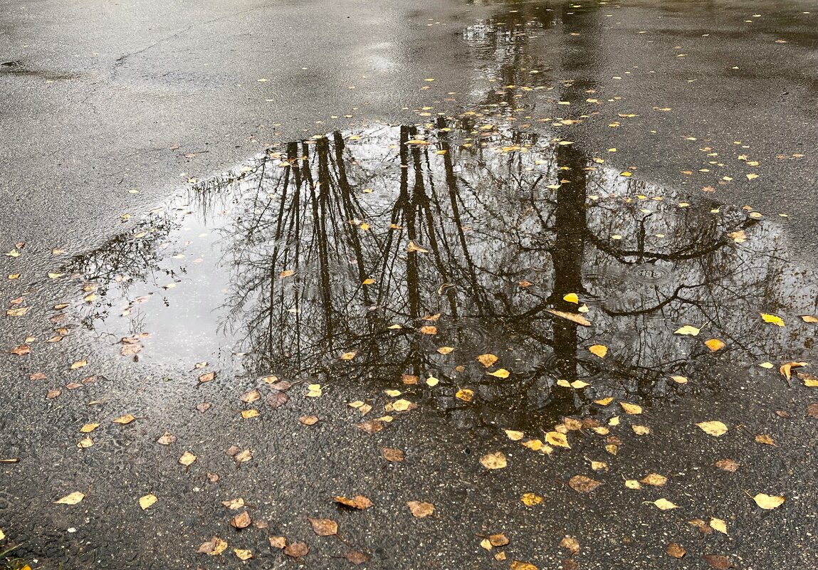 ***отражение в луже*** - Olga Oskolkova