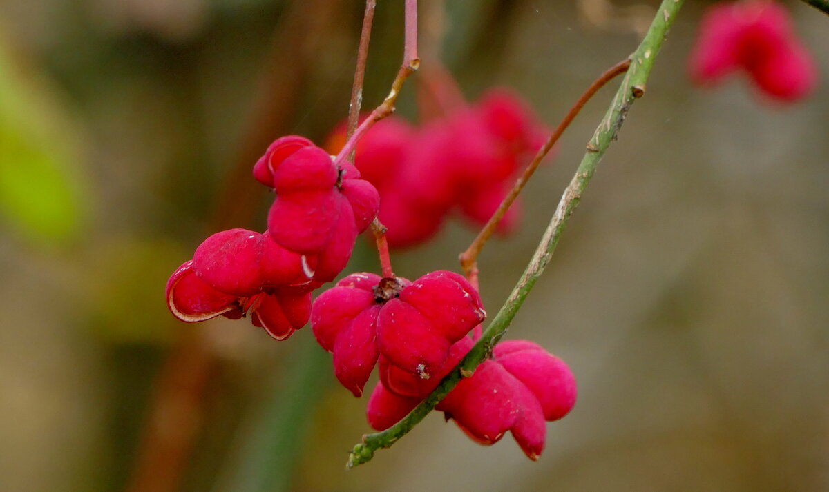 природа 30 октября 9 - Александр Прокудин