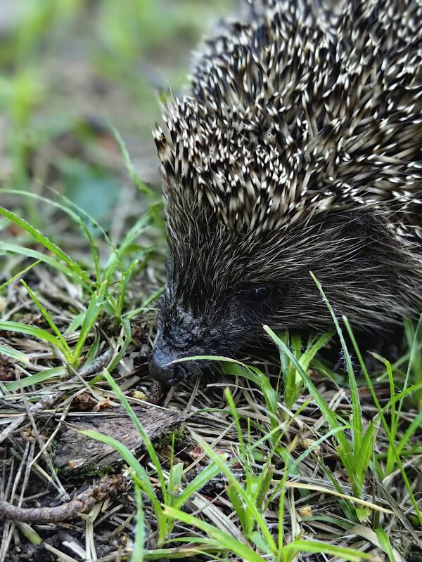 Ёжик - Евгений Васильев