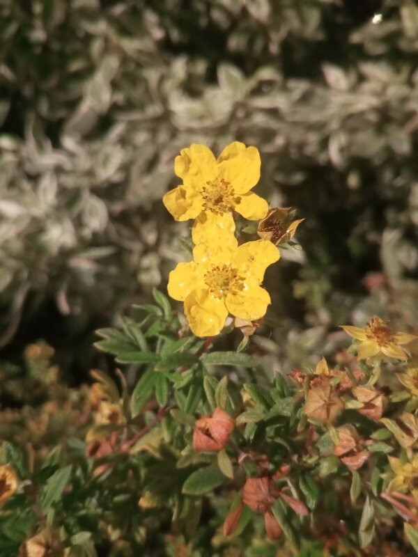 Курильский чай - Сапсан 