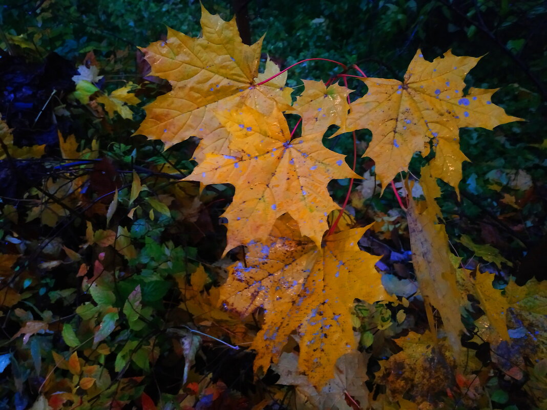 Октябрь уже отступил :-( - Андрей Лукьянов