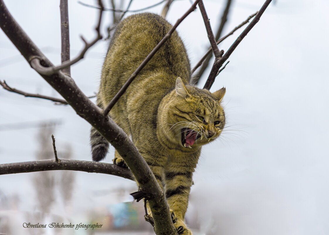 "Тигр " - Светлана Ищенко