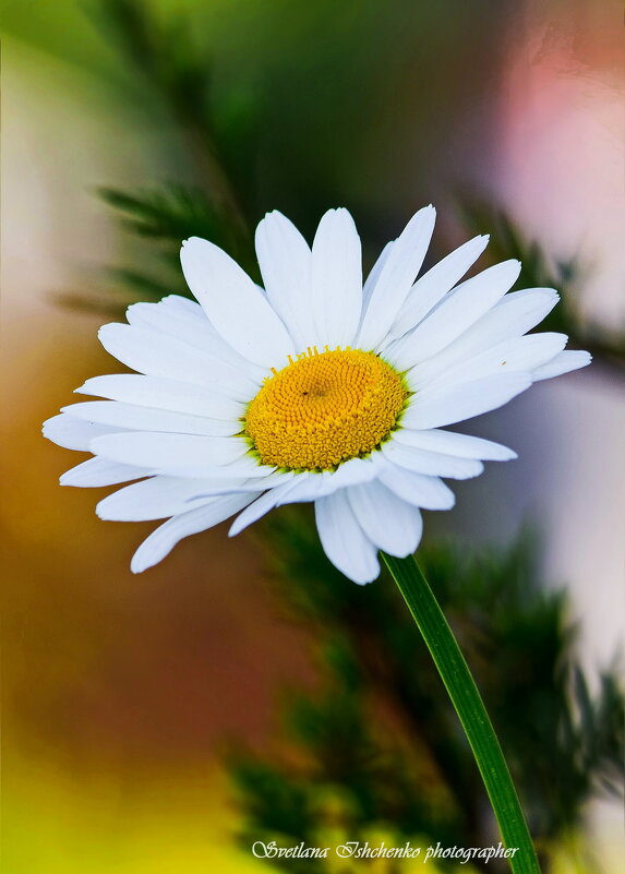 Ромашка —  белая красавица - Светлана Ищенко