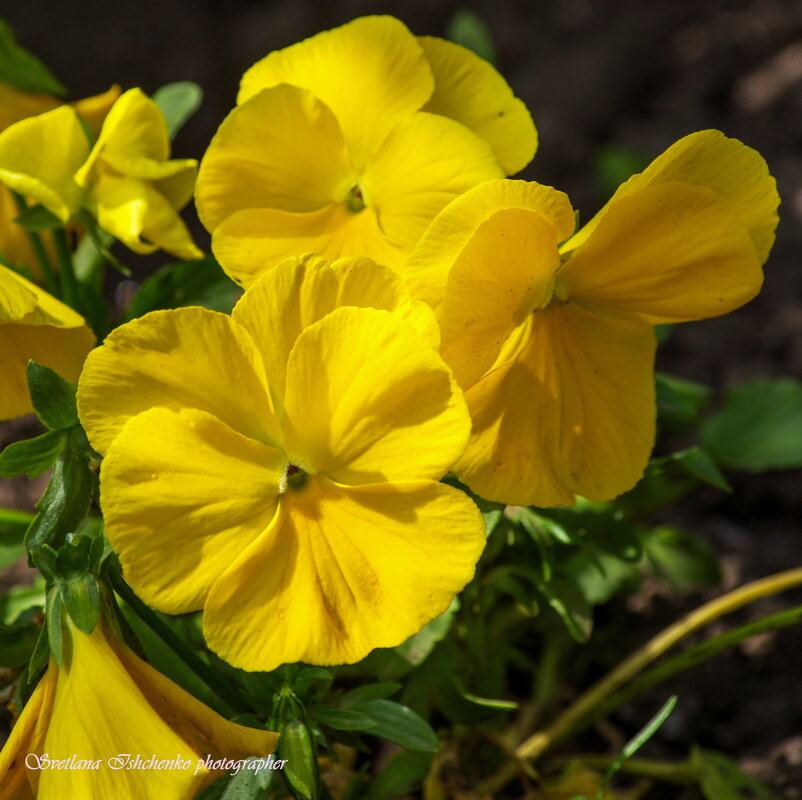 Жёлтая виола - Светлана Ищенко Жёлтая виола - Светлана Ищенко