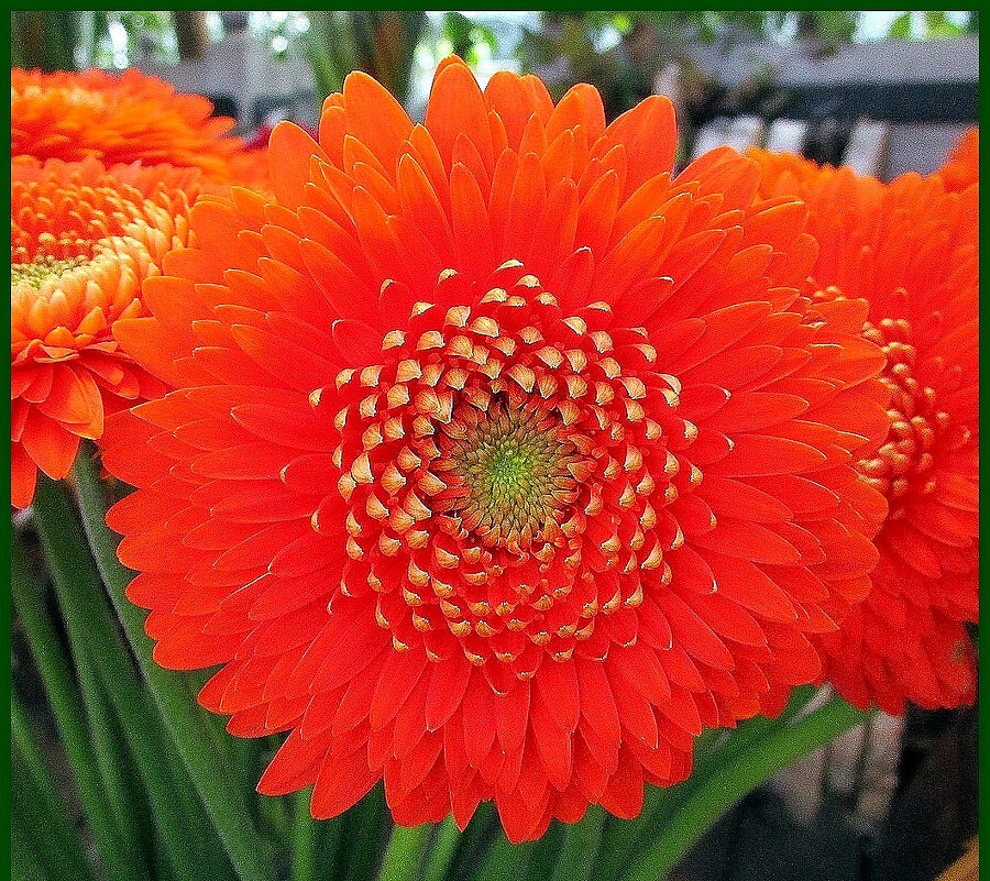 Гербера - Ольга Довженко