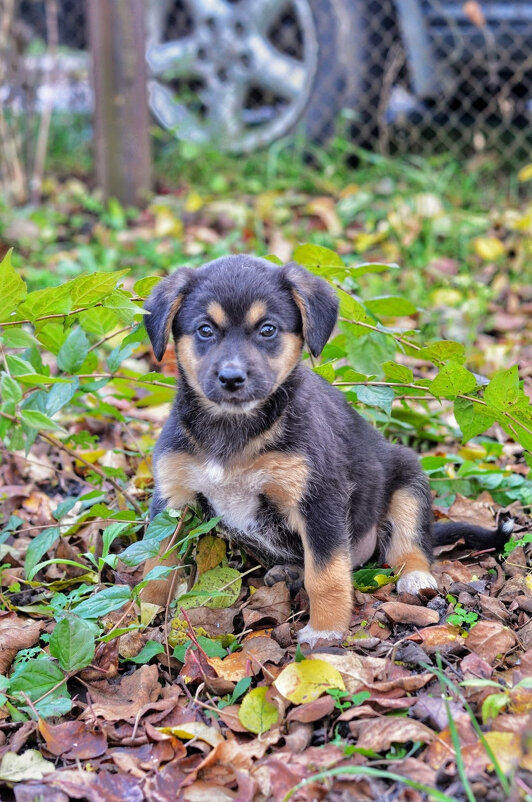 *** - Андрей Л. В. *** - Андрей Л. В.