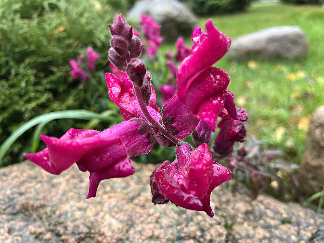 А говорят - чудес на свете нет... - Olga Oskolkova
