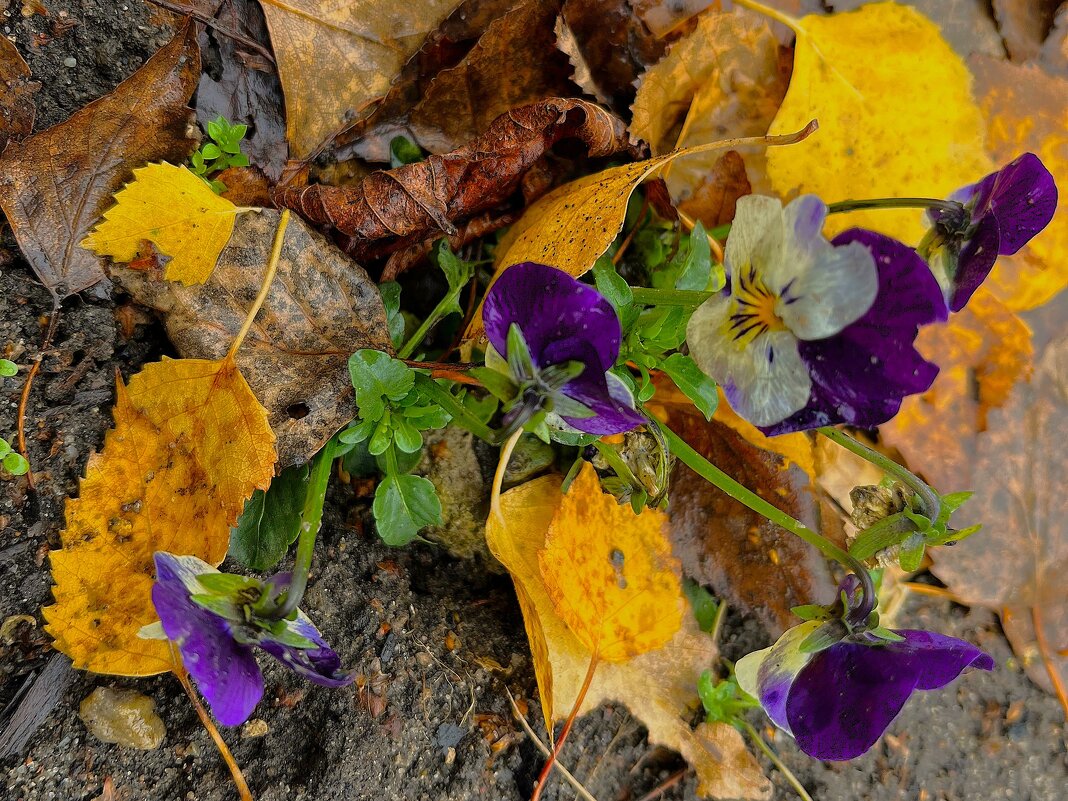 *** одни из последних...*** - Olga Oskolkova