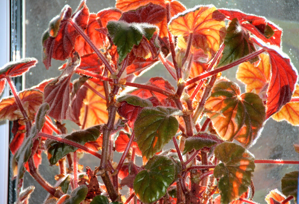 Праздник на моём окне... - Галина Ильясова