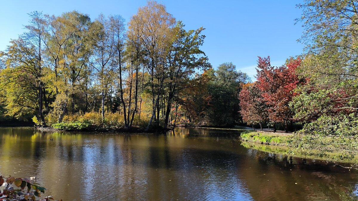 Краски октября. - Ольга 