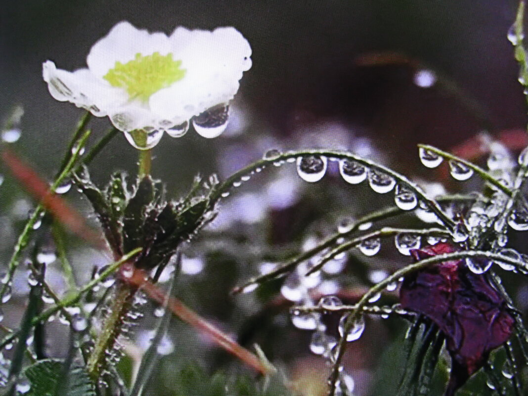 Всё в капельках дождя - Людмила Смородинская