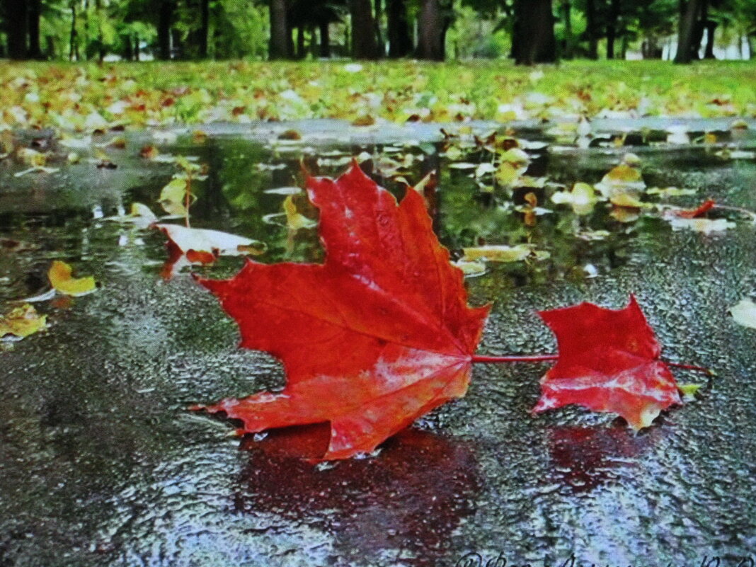 Природная красота - Людмила Смородинская
