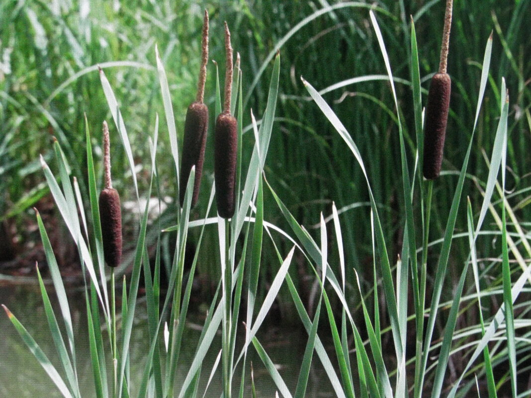 Осенний рогоз - Людмила Смородинская Осенний рогоз - Людмила Смородинская