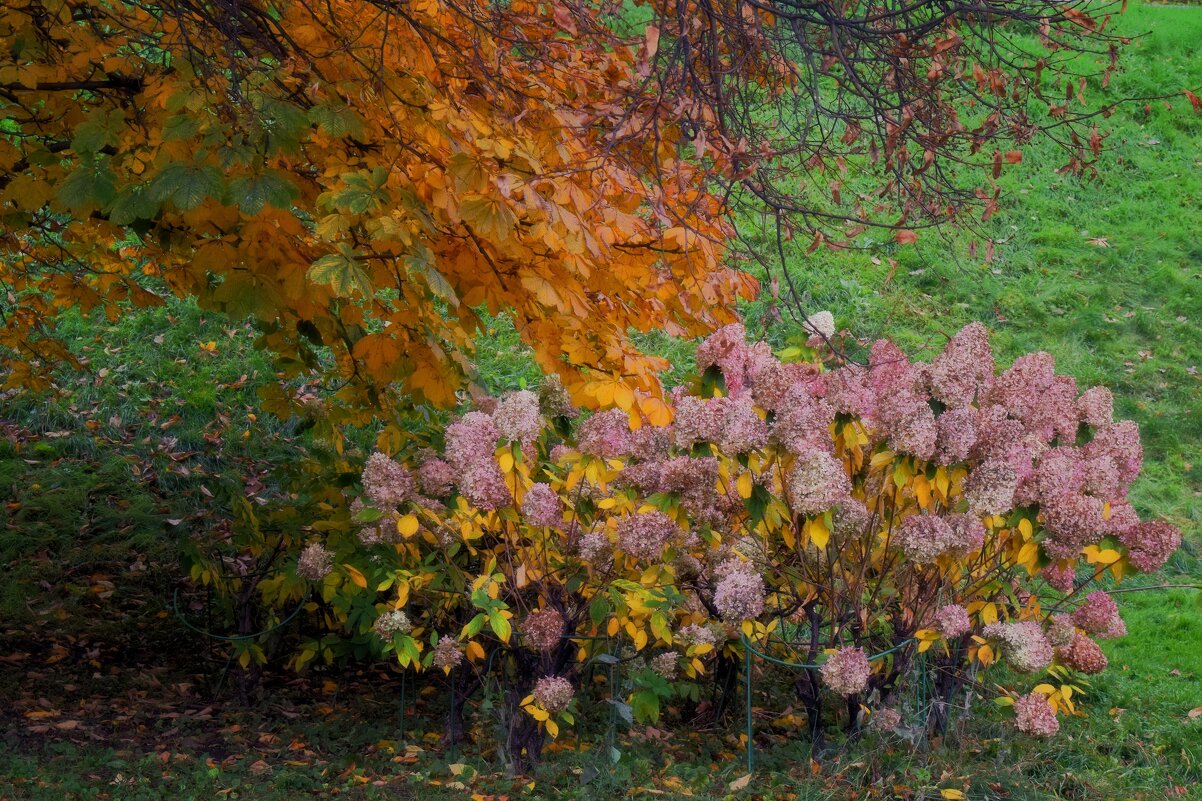 Золотая осень ещё радует. - Татьяна Помогалова