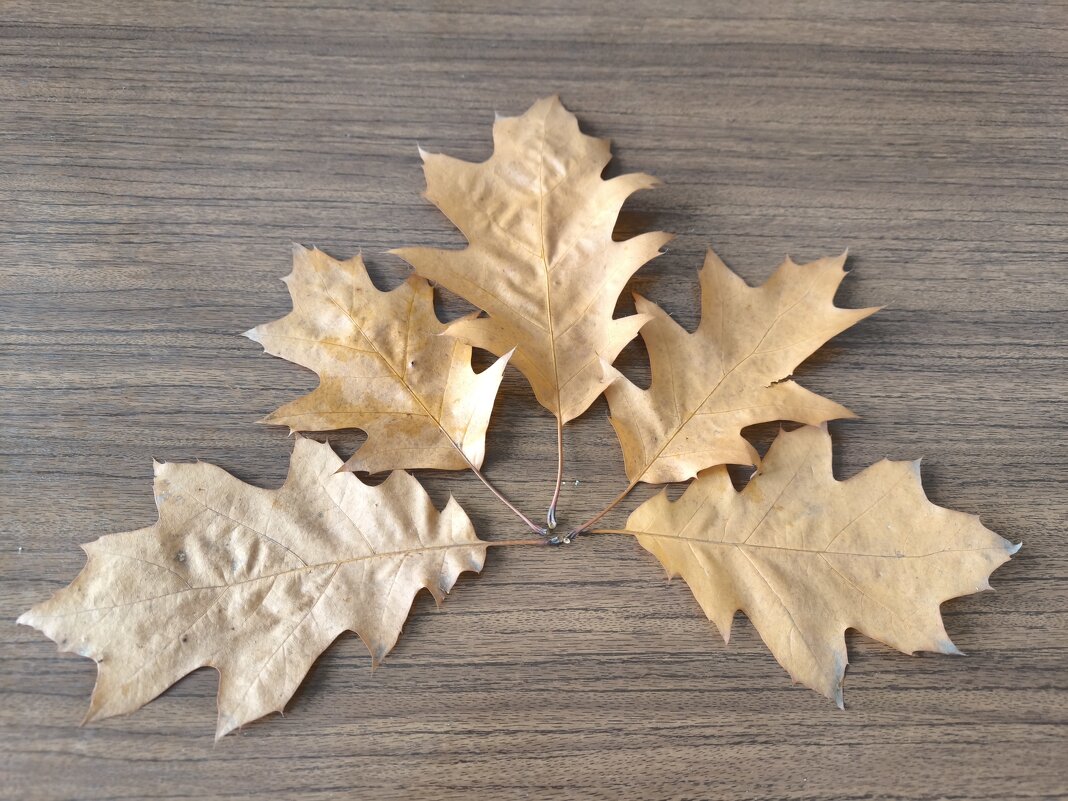 Пять листьев дуба остролистного - Дмитрий Никитин