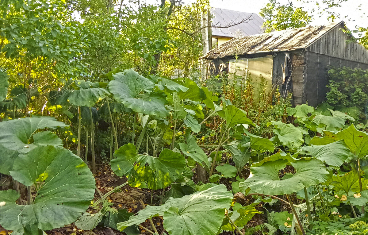 Лопухи у дома моего. Сахалин. - ИРЭН@ .