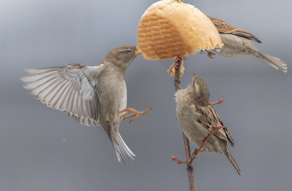 из жизни воробьев . - юрий макаров