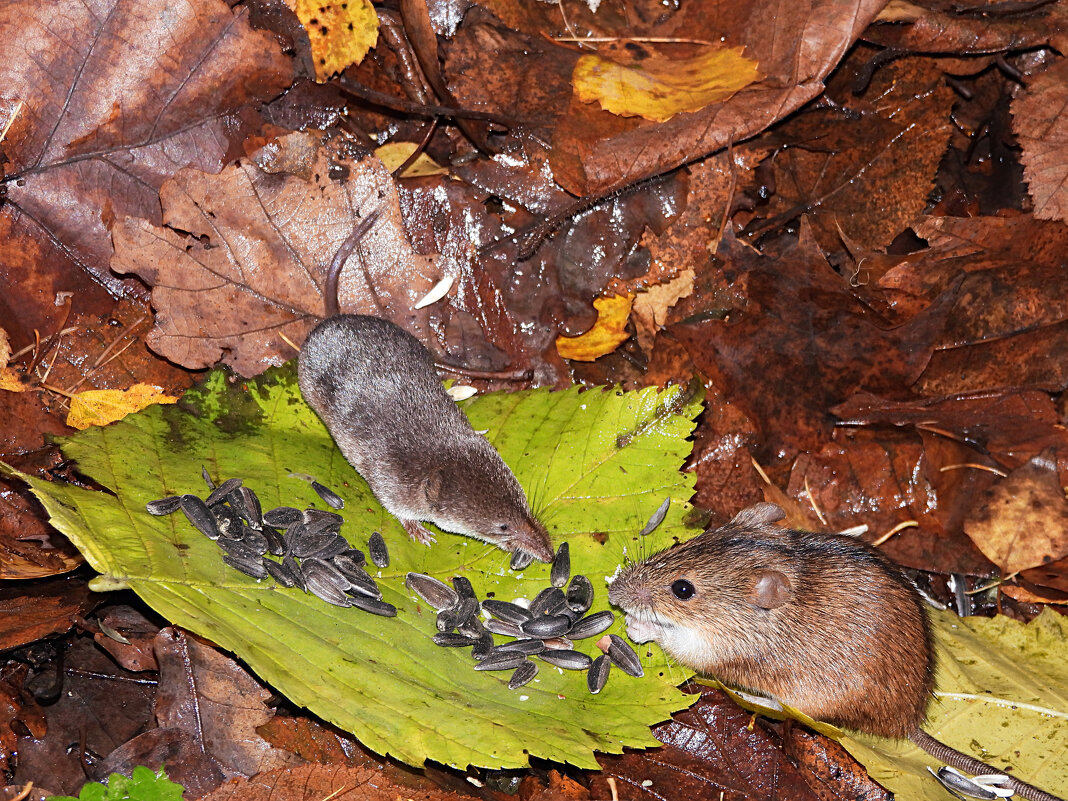 Конкуренты - Лина 