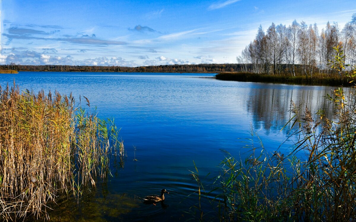 Все утки улетели на зимовку, а одна осталась. - Милешкин Владимир Алексеевич 