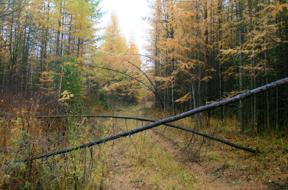 Осень в уральской тайге - Галина Ильясова