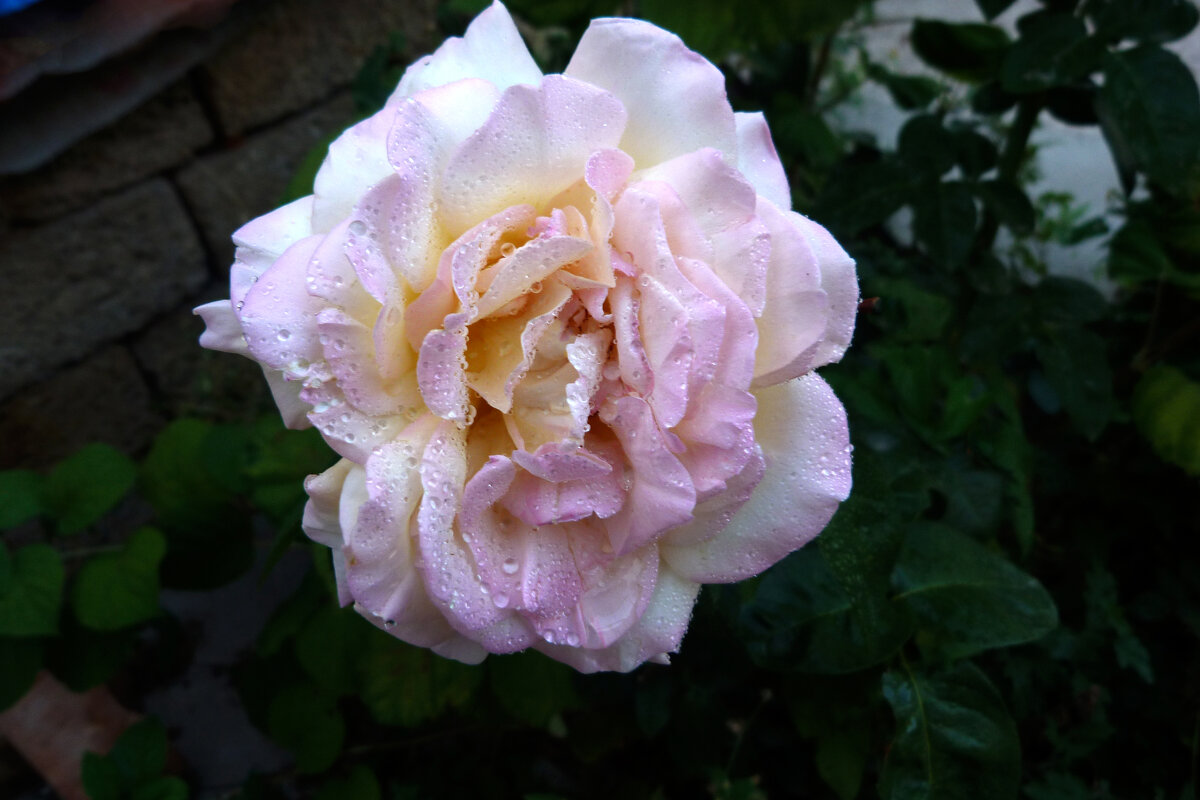 Глория  Дей - Валентин Семчишин