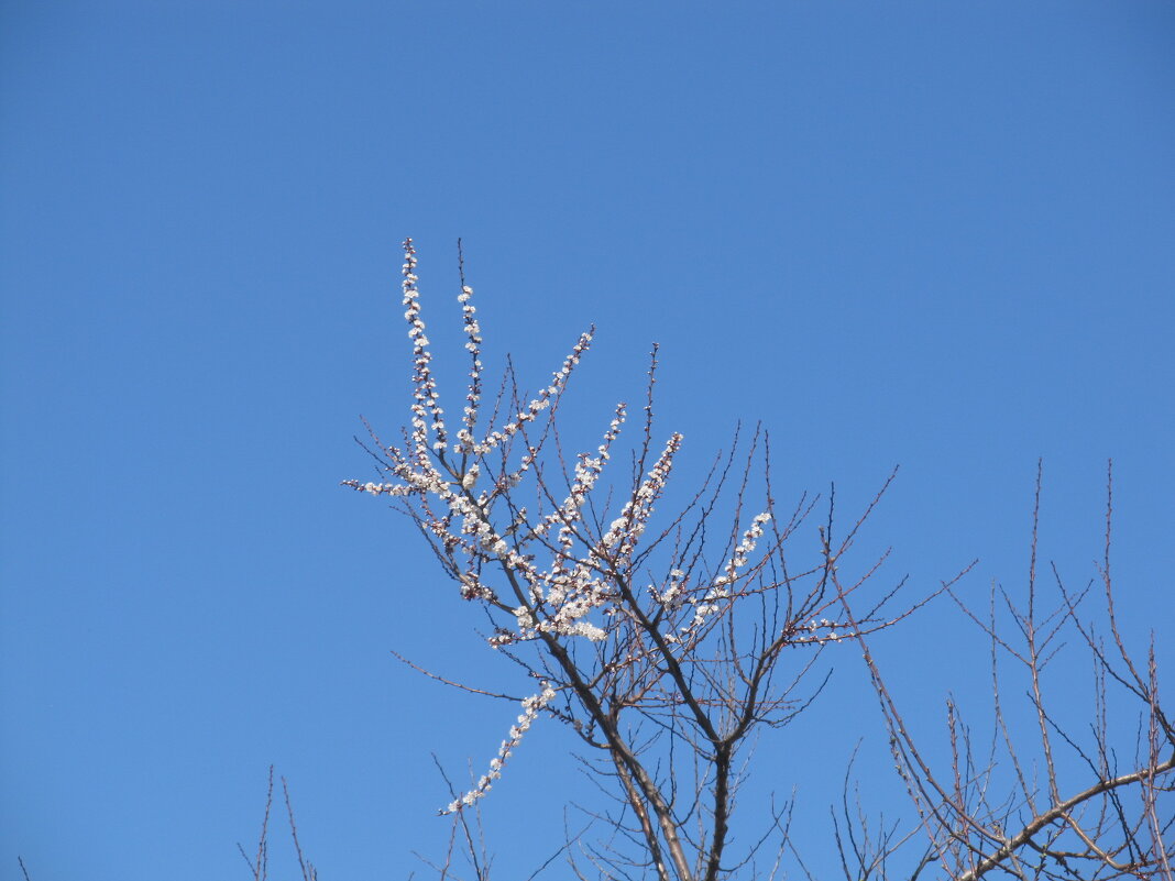Апрель - Елена Шаламова