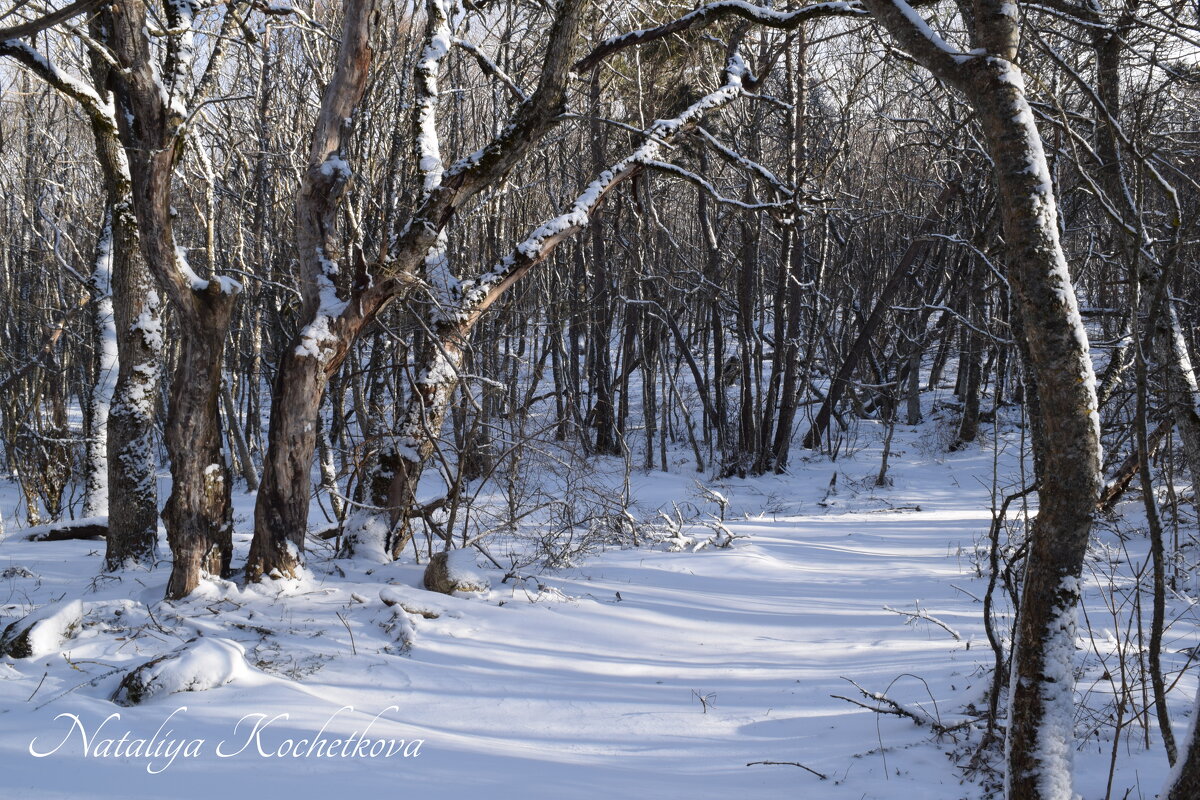 Природа Крыма - Amazing Cosmea
