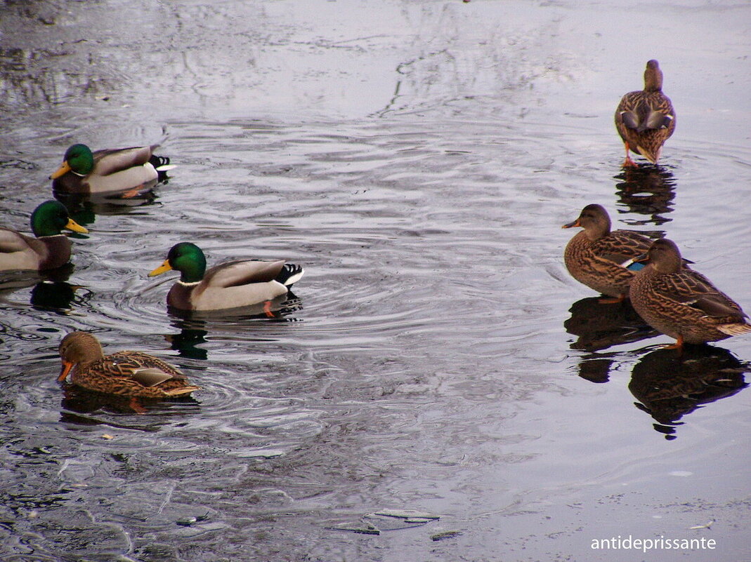 Утки в парке Победы...СПБ... - vadim 
