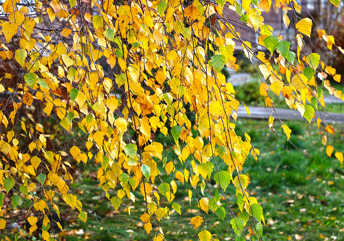 Последние дни золотой осени - Светлана 