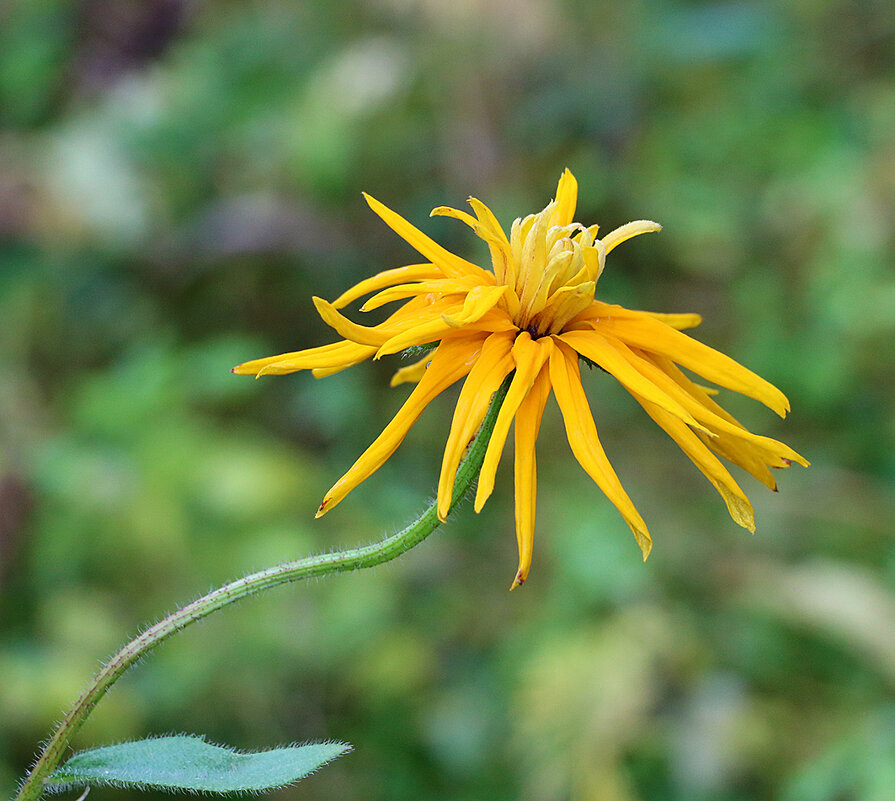 Растрёпа (Арника горная) - Светлана 
