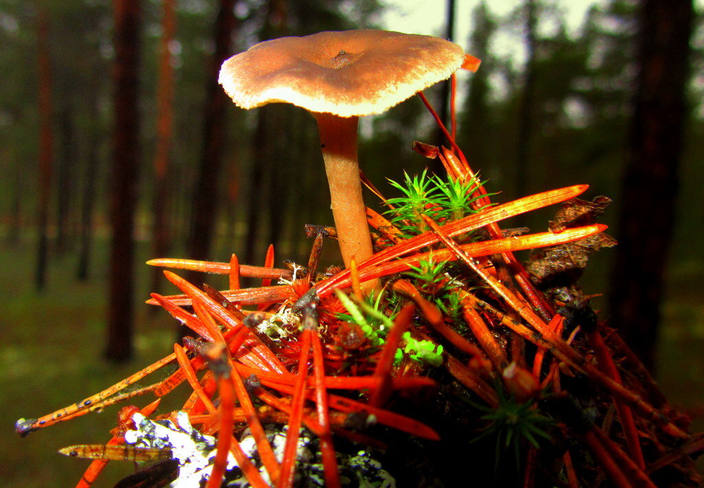 *** - Галина Полина