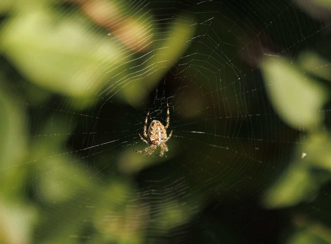 Паучок - Светлана Тихонина