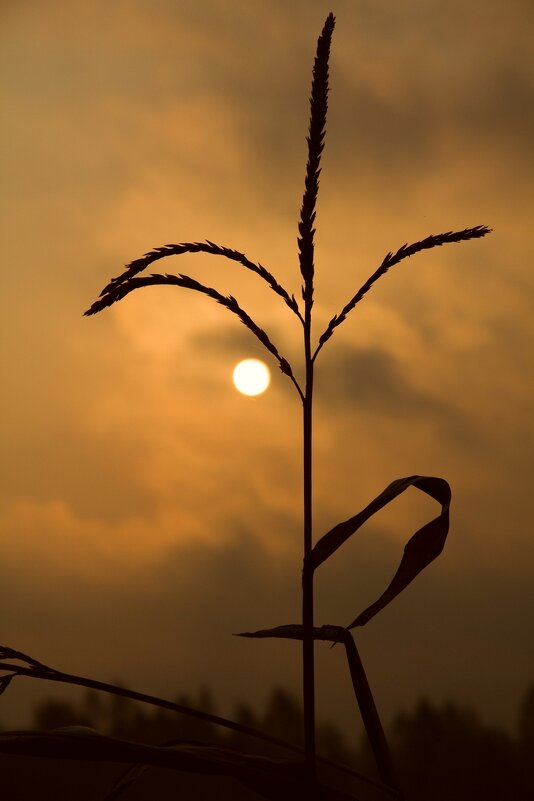 Кукуруза и солнце... - Сергей Рожков