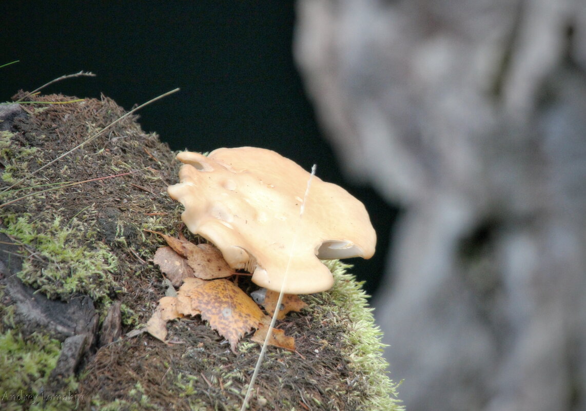 Ежовик жёлтый - Andrey Lomakin Ежовик жёлтый - Andrey Lomakin