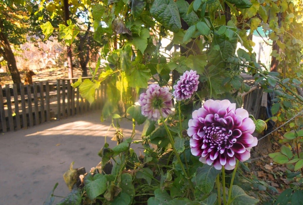 Утренние улыбки - Наталья 