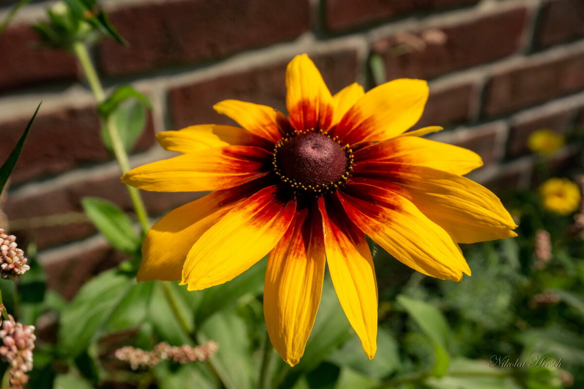 Про рудбекию... - Николай Гирш