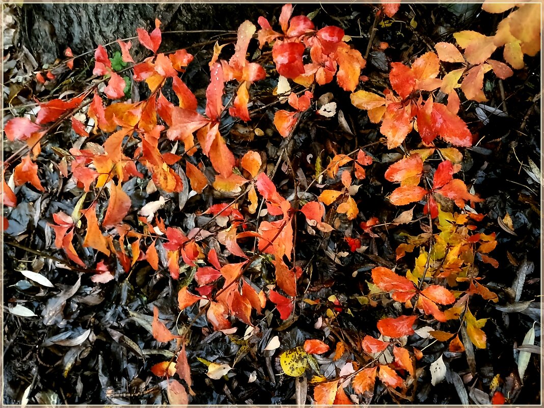 Ноябрьский этюд. - Лия ☼ Ноябрьский этюд. - Лия ☼