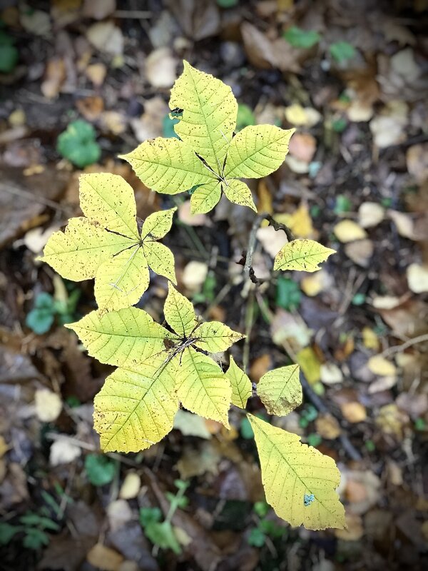 Каштановый малыш. - Любовь 