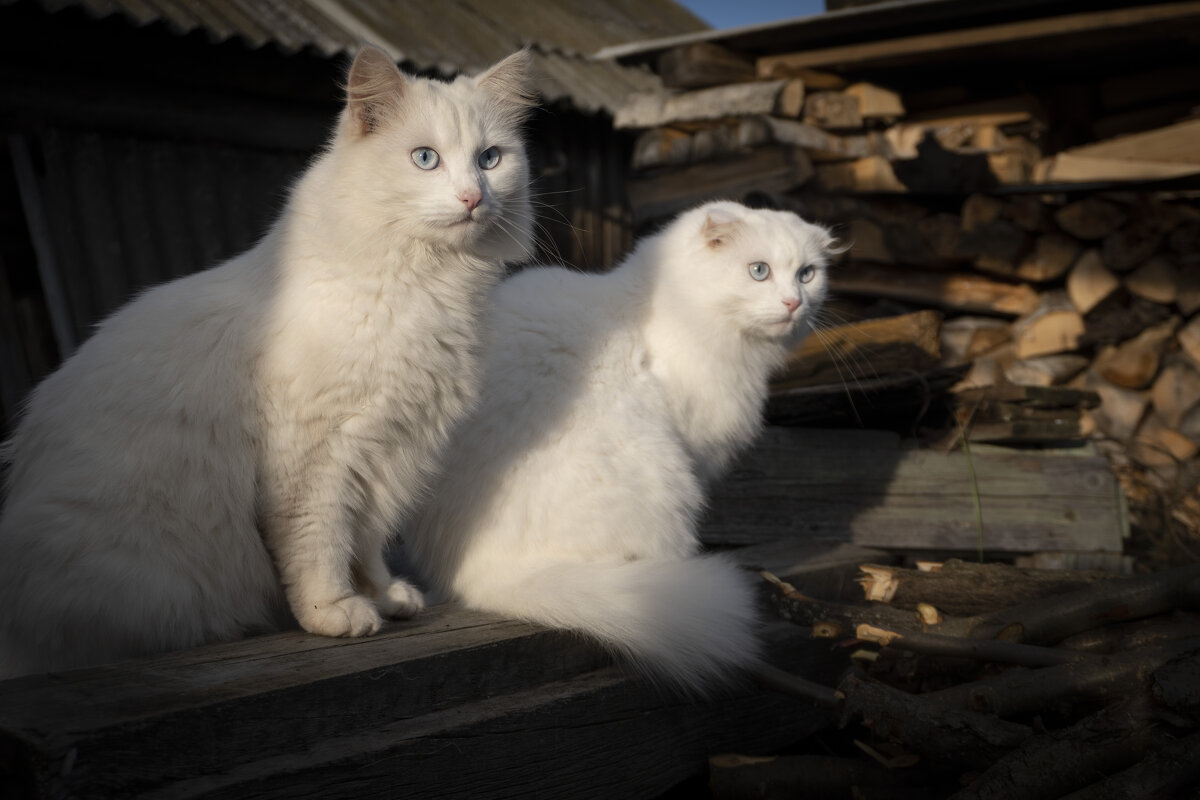 Наблюдают за третьим котом - Сергей Ц