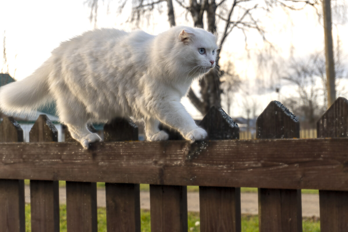 Прогулка по забору - Сергей Ц