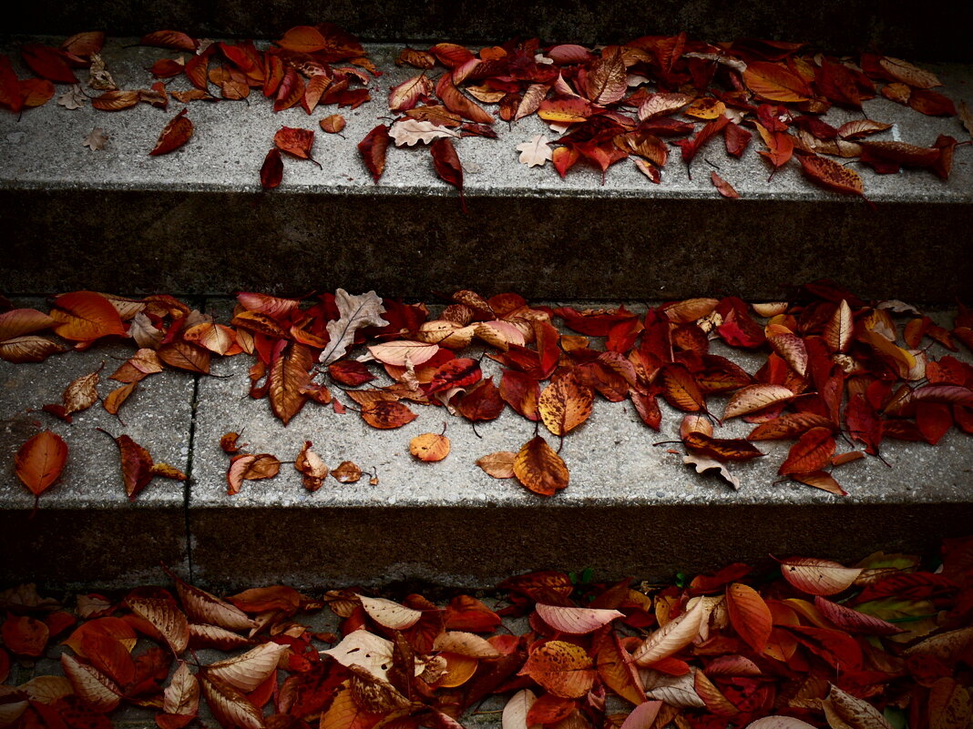 Осень 37 - Алексей Кузнецов