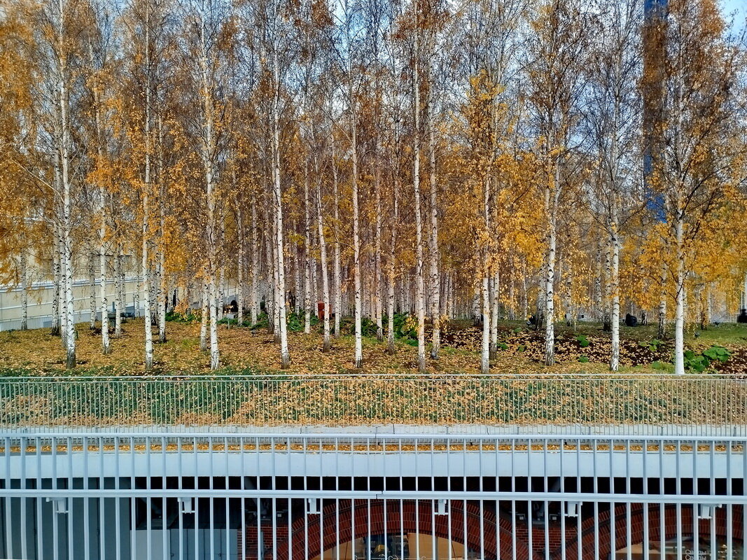 Висячие леса... - Александр Чеботарь