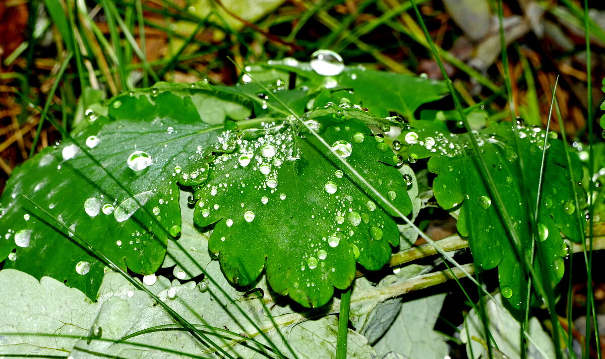 природа 30 октября 12 - Александр Прокудин