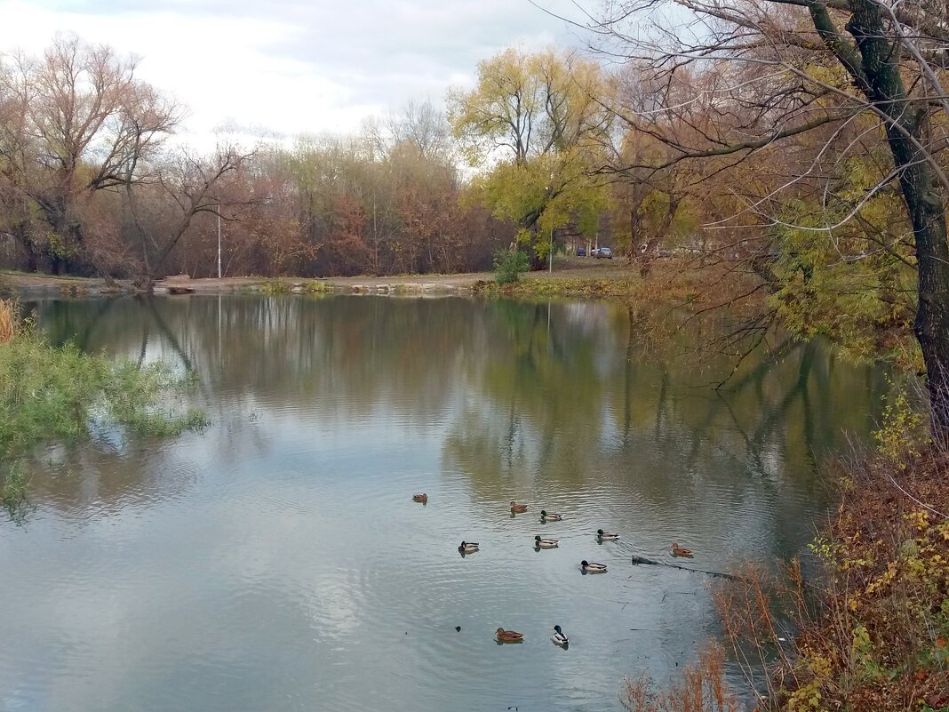 Утки на пруду - Galina Solovova Утки на пруду - Galina Solovova
