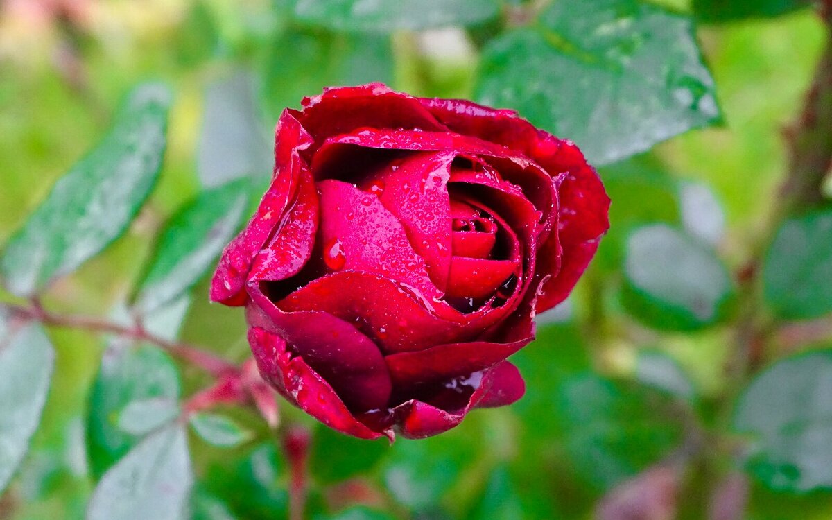 Цветут розы на городской клумбе в ноябре. - Милешкин Владимир Алексеевич 