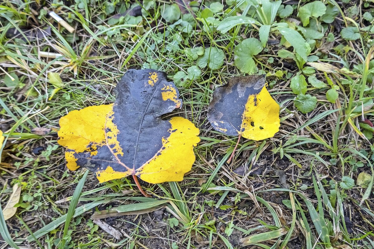 Осенние краски - Валерий Иванович