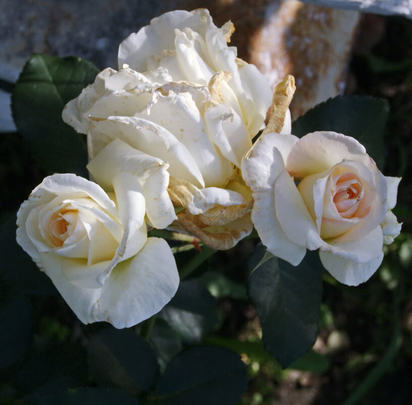 Розы от августа. - сергей ермошкин