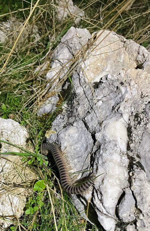 Сколопендра - Георгиевич Сколопендра - Георгиевич